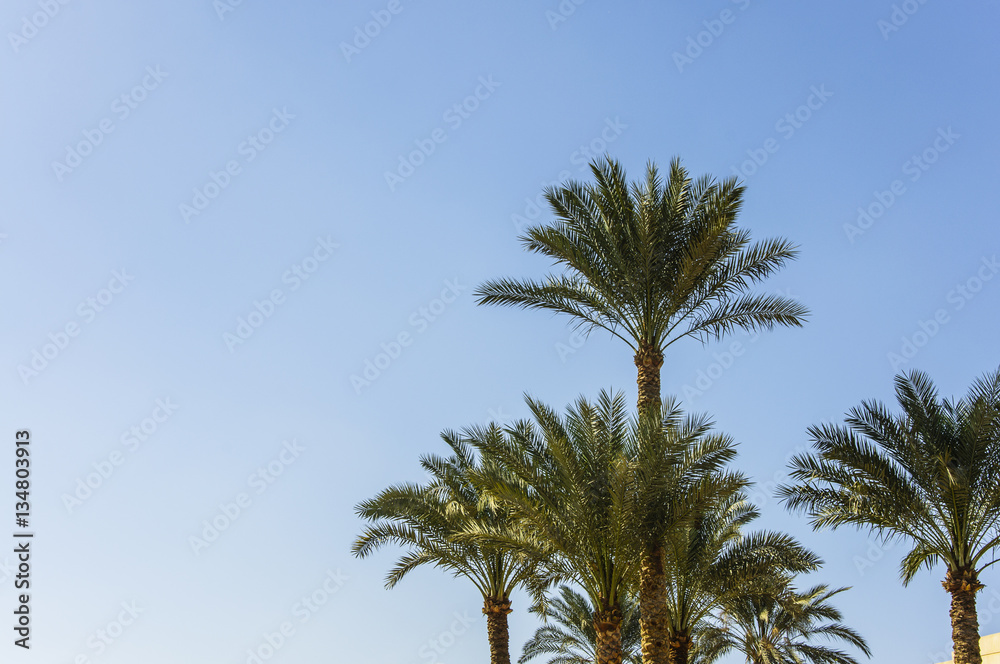The palm tree with blue sky background The palm tree with blue sky background
