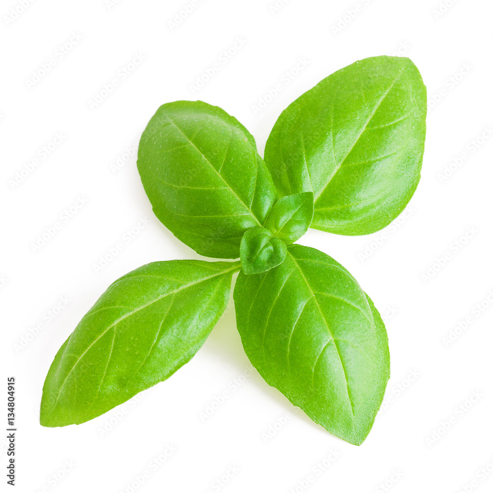 Leaves of basil isolated on white background Leaves of basil isolated on white background