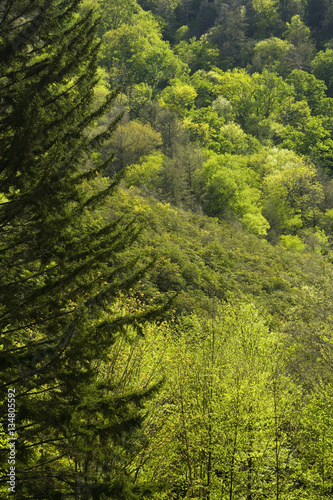 Spring Foliage at The Chimneys, Newfound Gap Rd, Great Smoky Mou