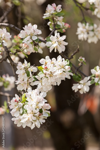 apple flower on the branches
