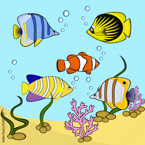 Different fish in blue water