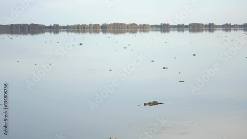 Alligator Swims Across Glass Lake, 4K