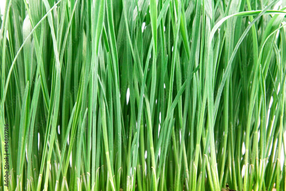 fresh green grass on white background fresh green grass on white background