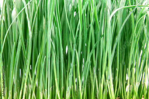 fresh green grass on white background