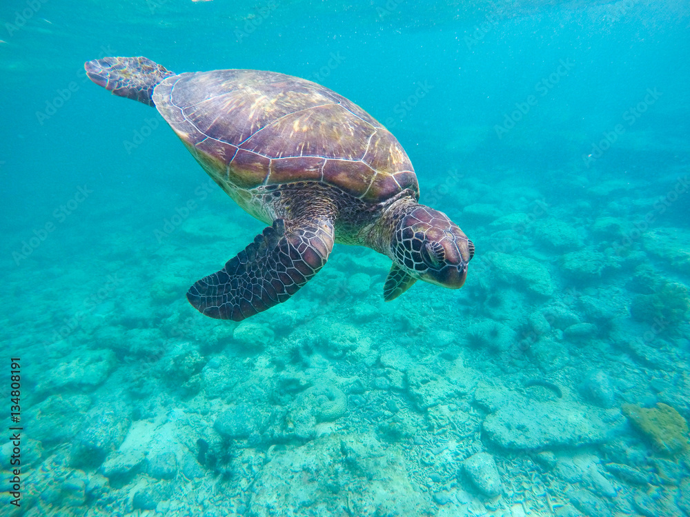 Snorkeling with green turtle in blue sea Snorkeling with green turtle in blue sea