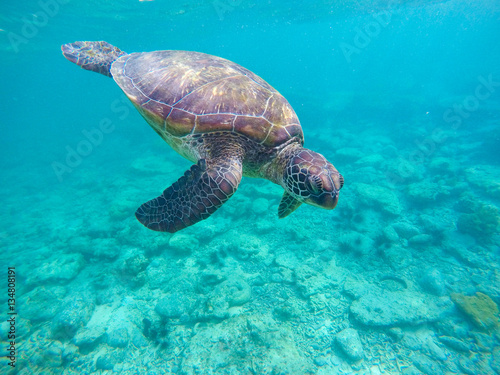 Snorkeling with green turtle in blue sea