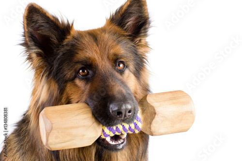 Shepherd dog with wood dumbbell shape apporte training object isolated photo