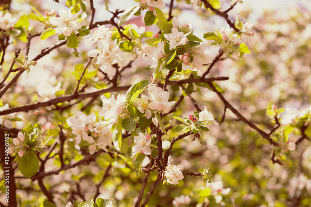 branches with pear blossoms branches with pear blossoms