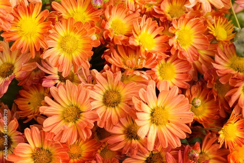 Orange chrysanthemum flowers background