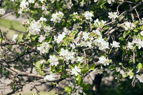branches with pear blossoms