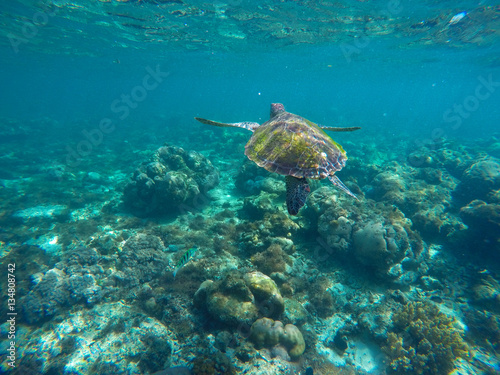 Undersea image of sea turtle in coral reef for banner template © Elya.Q