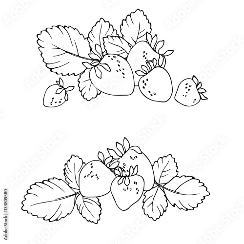 vector contour illustration of berries leaves and flowers strawberry 