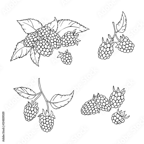 vector contour illustration of berries leaves and flowers raspberry 