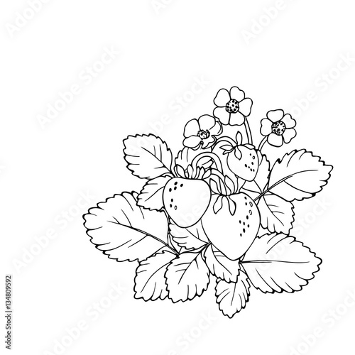 vector contour illustration of berries leaves and flowers strawberry 