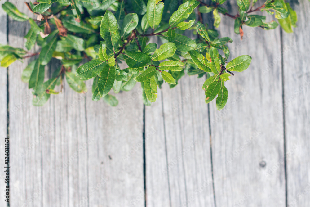 Green leaves next to old pine boards or fence. Wooden background. Green leaves next to old pine boards or fence. Wooden background.