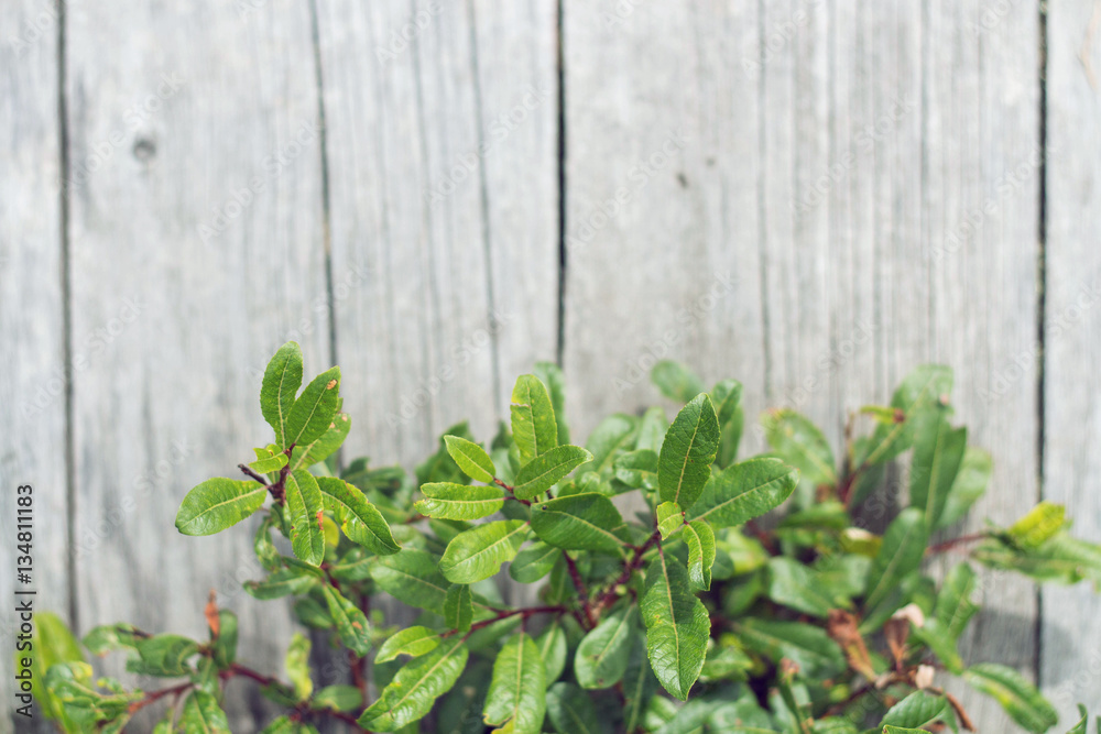 Green leaves next to old pine boards or fence. Wooden background. Green leaves next to old pine boards or fence. Wooden background.