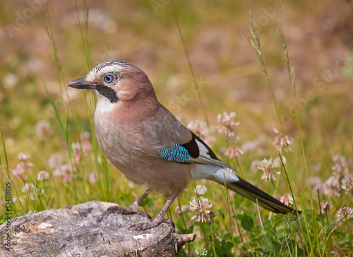 Obraz na płótnie .Eurasian jay (Garrulus glandarius). w salonie