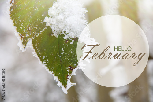 Hello February wallpaper. green leaves of wild rose covered with hoarfrost. 

