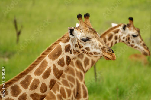 Photography Closeup of two giraffes in Murchison Park, Uganda