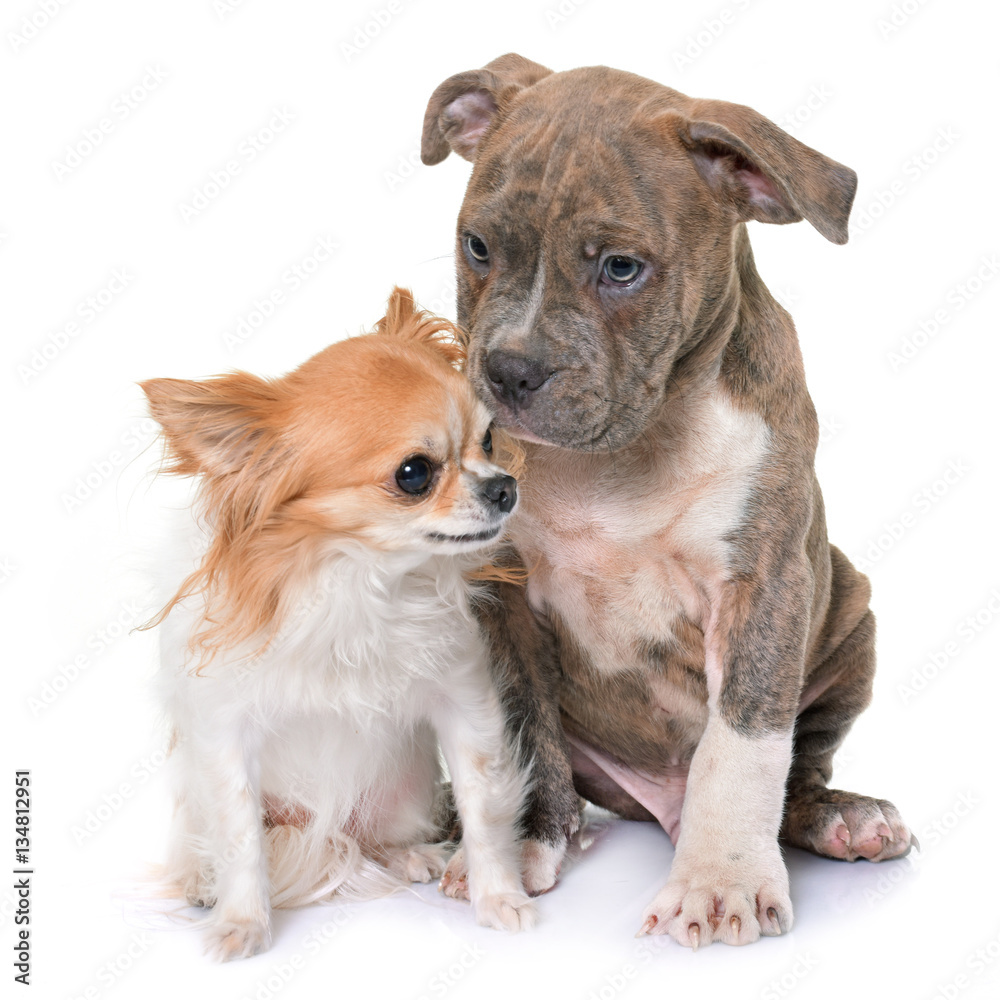 puppy american staffordshire terrier and chihuahua