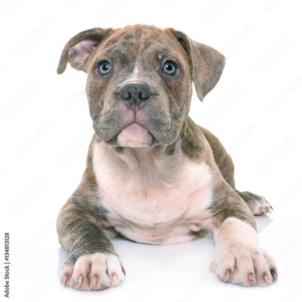 Fototapeta premium puppy american staffordshire terrier