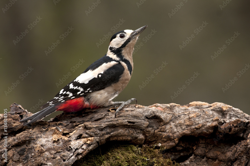 Obraz premium Adult male of Great spotted woodpecker. Dendrocopos major