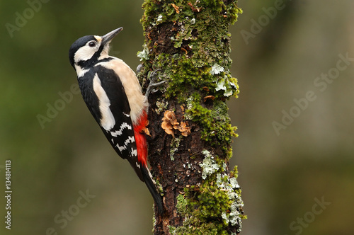 Adult female of Great spotted woodpecker. Dendrocopos major