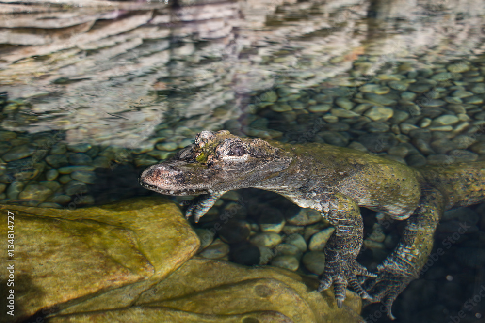 Obraz premium Alligator de Chine