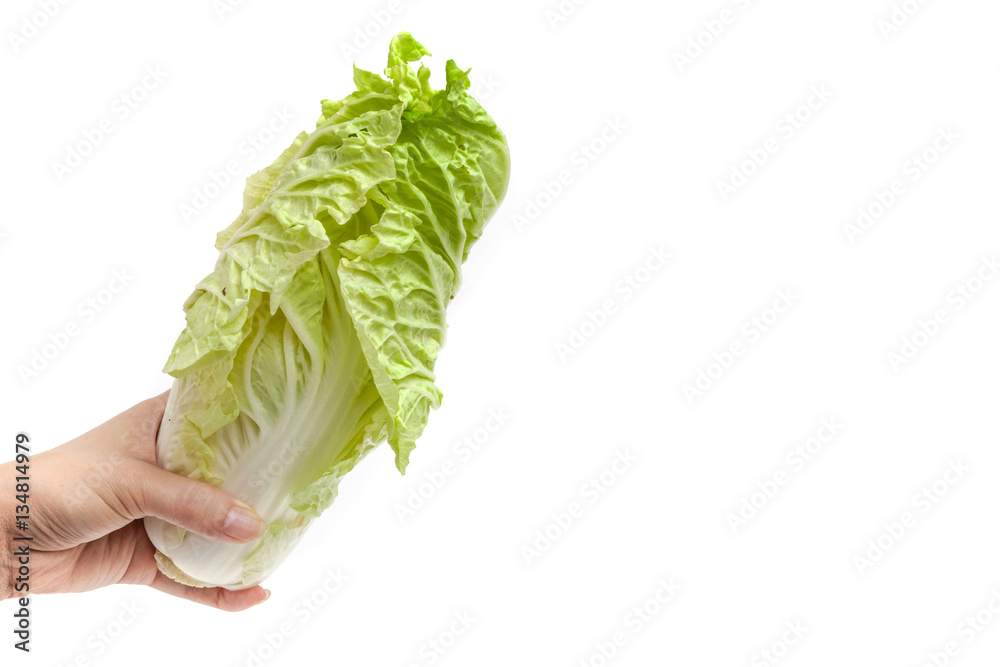 Hand holding white lettuce on white background isolated