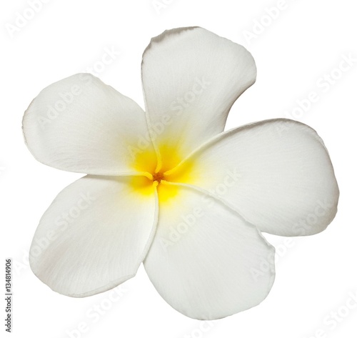 White yellow plumeria flower isolated on white background