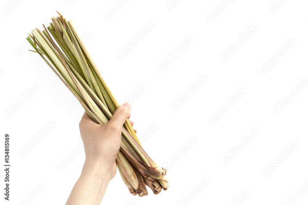 Hand holding lemon grass on white background isolated with copy
