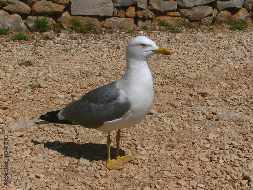 Gabbiano reale zampe gialle.Larus cachinnans michahellis photo