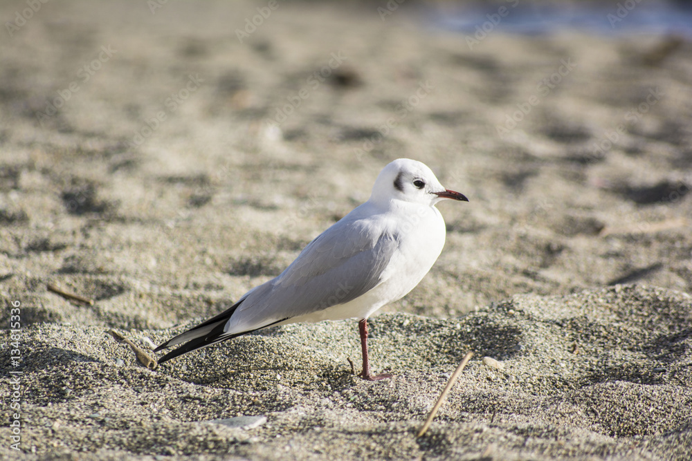 Obraz premium uccello 