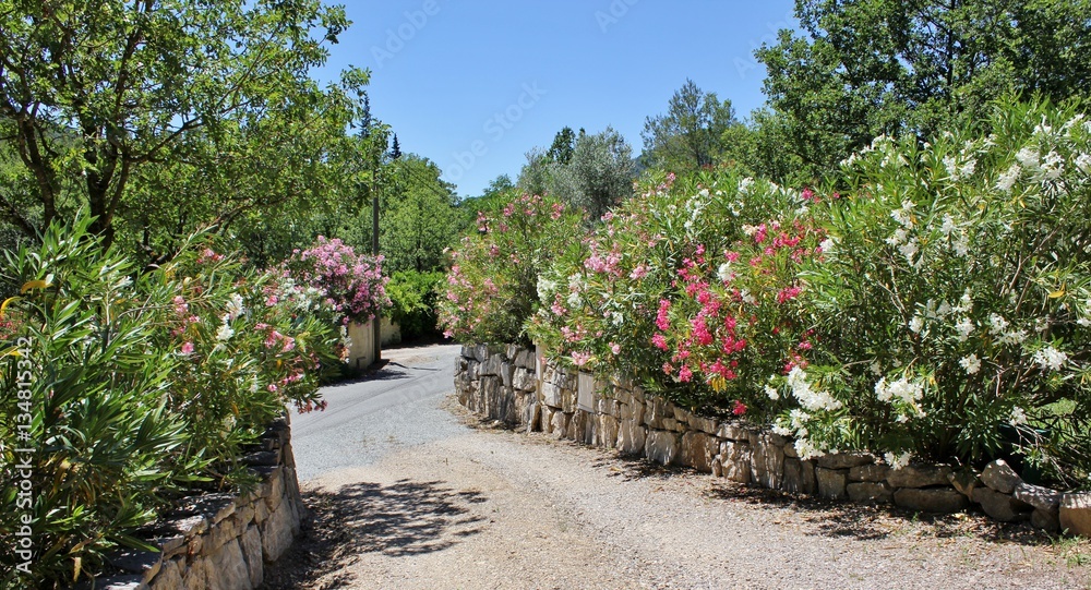 Entrance / driveway to french house surrounded by oleander bushes and stone walls