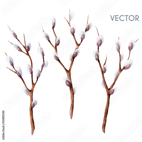 Hand drawn vector watercolor spring willow tree branches set isolated on white. Twigs with buds 