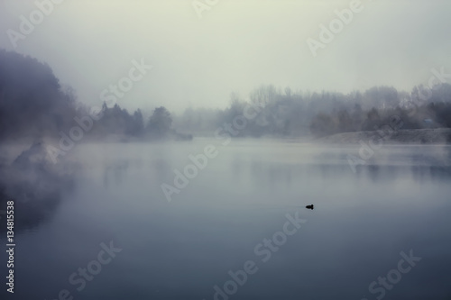 Silhouette of a lonely duck in the fog.
