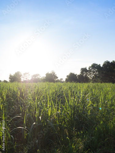 Vertical landscape of sugar cane with blue sky light flare