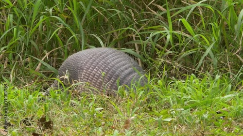 Armadillo Forages Before Disappearing into Grass, 4K