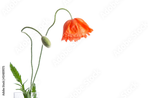 Fototapeta Naklejka Na Ścianę i Meble -  single red poppy