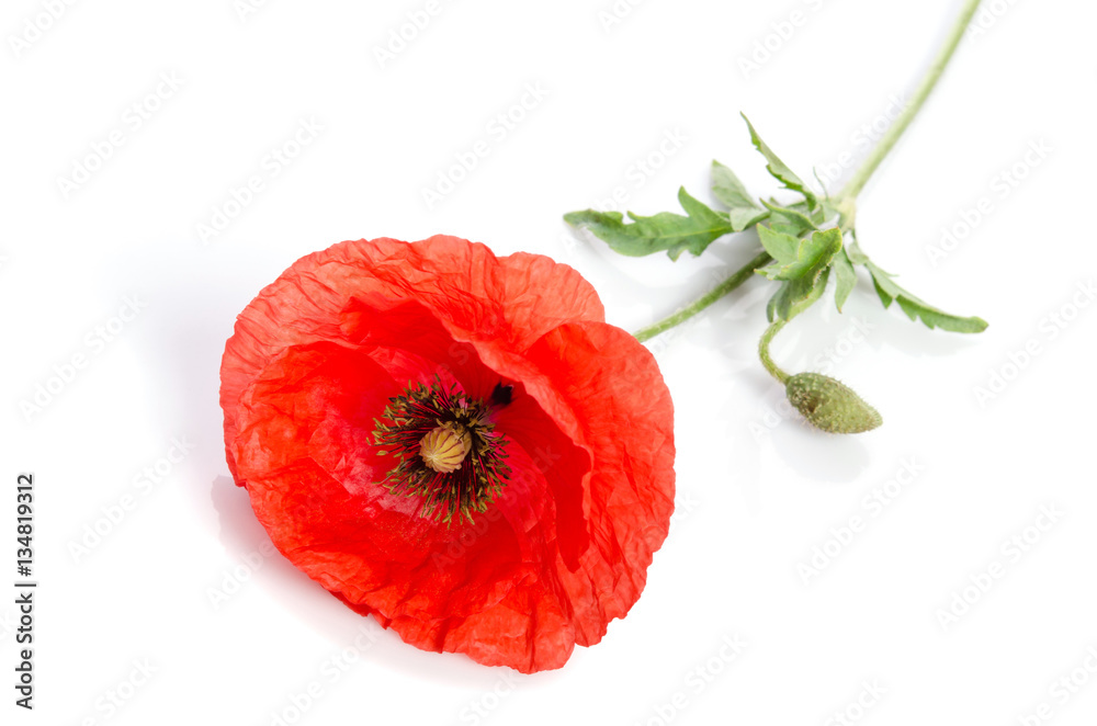 Naklejka premium single red poppy