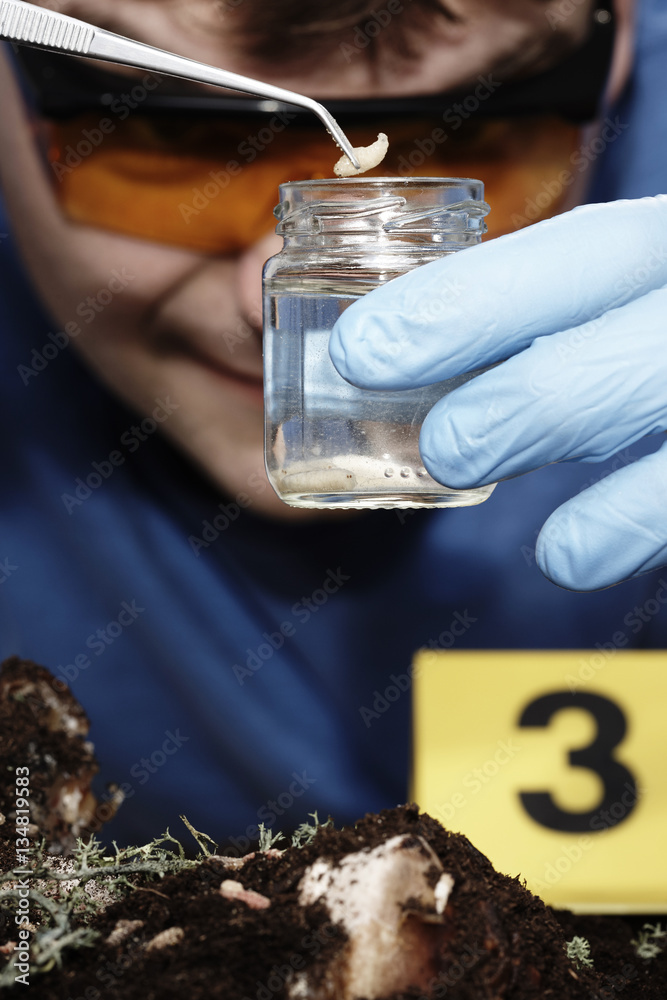 Collecting of fly larva to glass on crime scene by criminologist Stock ...