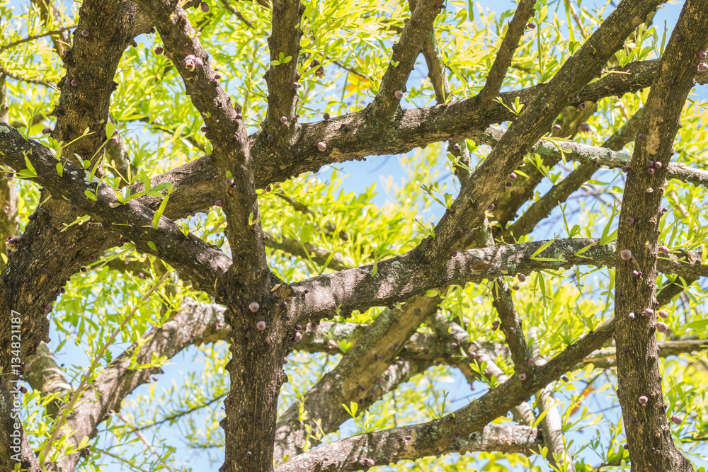 Natural green background of Gourd tree, Mexican Calabash. Natural green background of Gourd tree, Mexican Calabash.