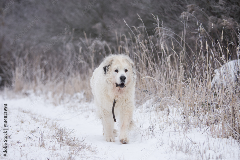 Great Pyrenees Dog Great Pyrenees Dog