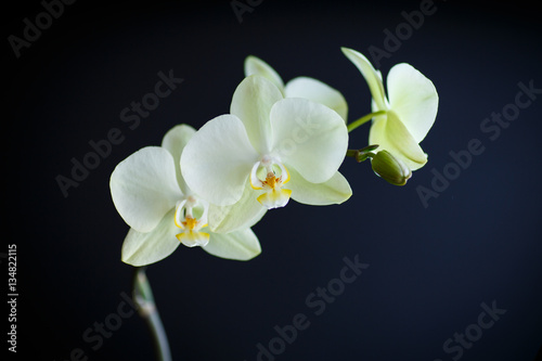 Fototapeta Naklejka Na Ścianę i Meble -  branch beautiful white orchid