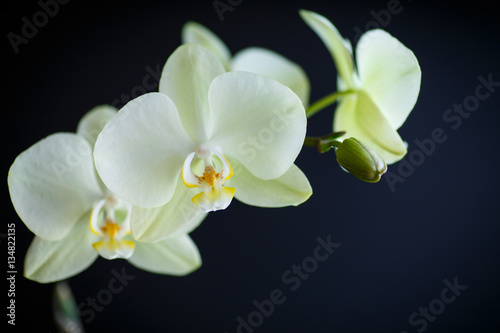 branch beautiful white orchid