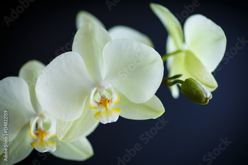 branch beautiful white orchid
