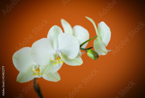 branch beautiful white orchid