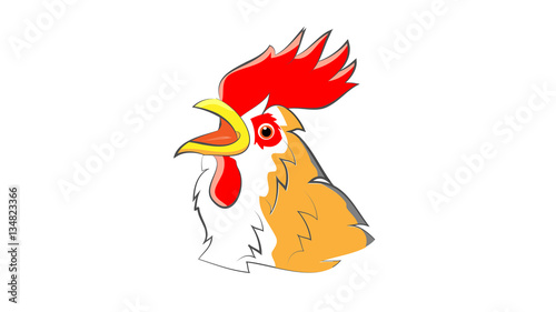 Rooster animal 