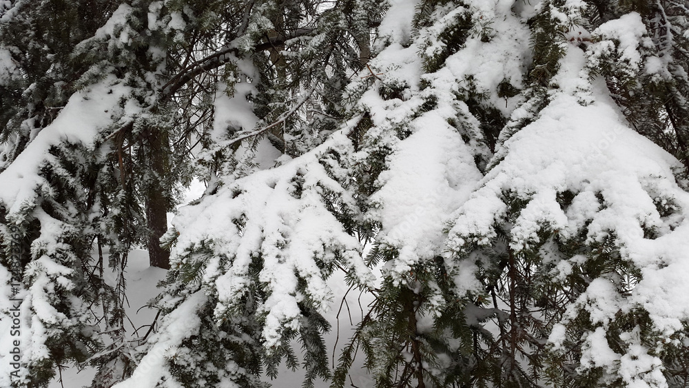 snow on branches in forest - winter in Ukraine