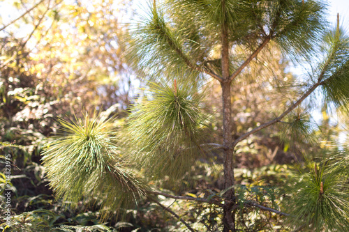 tree leaf light from left